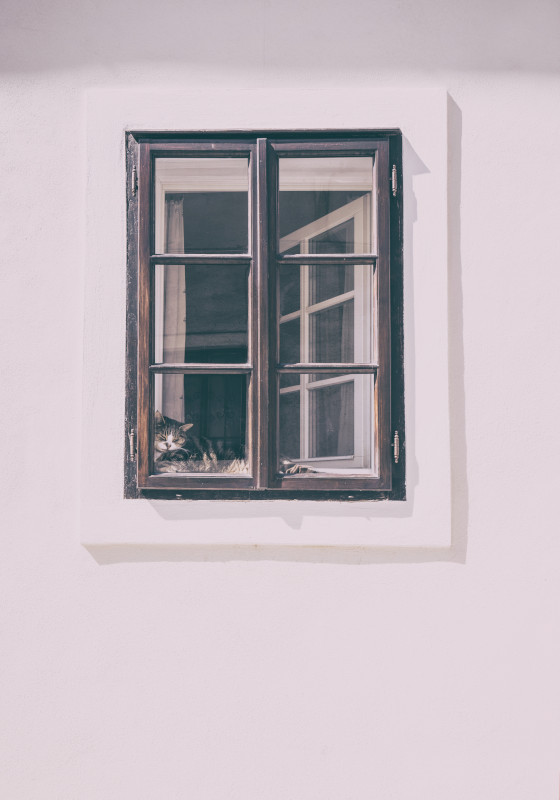 Cat in the window