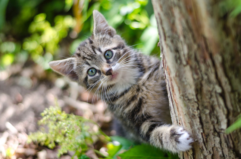 Kitten in tree
